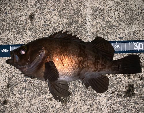 メバルの釣果