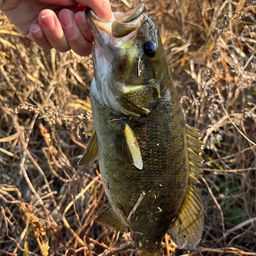 スモールマウスバス