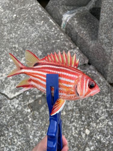 アヤメエビスの釣果