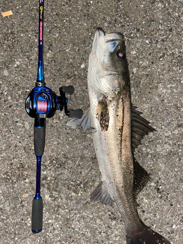 鳥居崎海浜公園