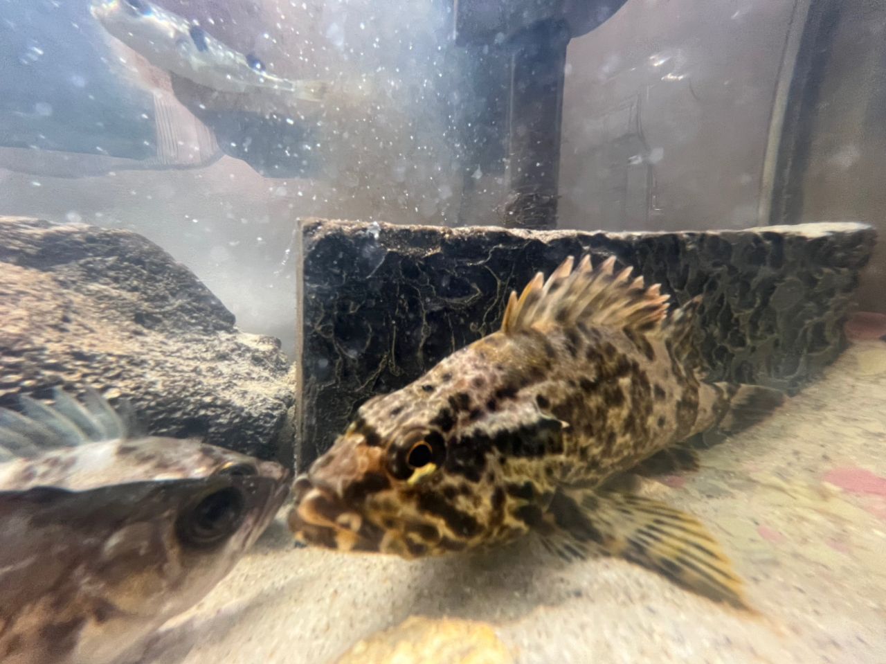 タケノコメバル