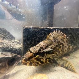 タケノコメバル