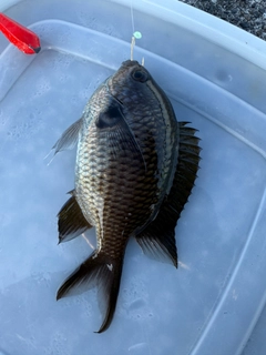 スズメダイの釣果