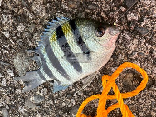 オヤビッチャの釣果