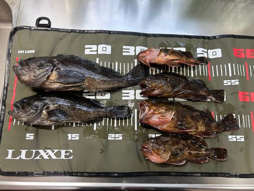 クロソイの釣果