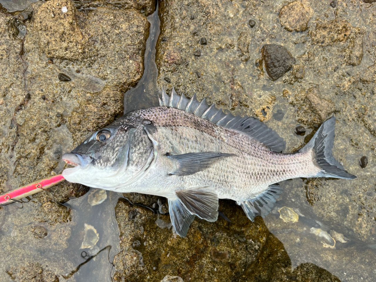 SHIMANO 23ディアルーナ S100MHの最安値・インプレ・釣果 | 本音の