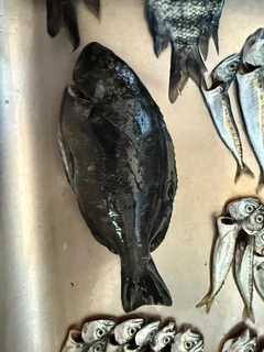 クロメジナの釣果