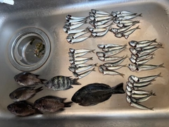 スズメダイの釣果