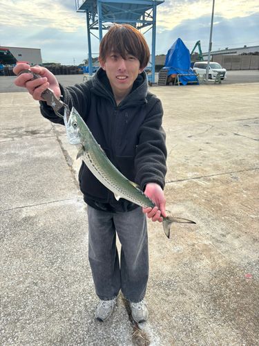 サゴシの釣果