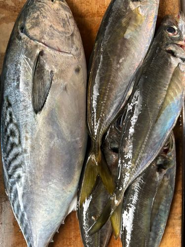 スマカツオの釣果