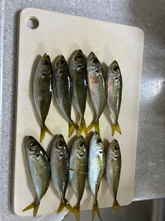 アジの釣果