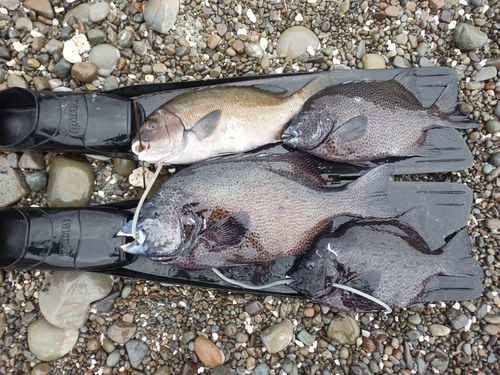 イシガキダイの釣果