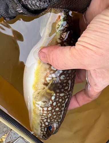 コモンフグの釣果