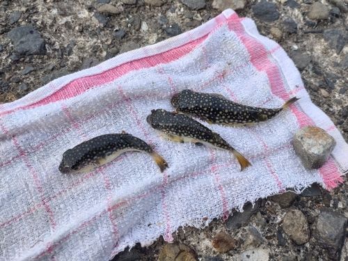 クサフグの釣果