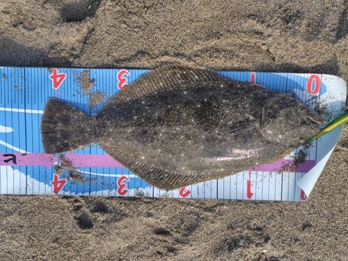 ヒラメの釣果