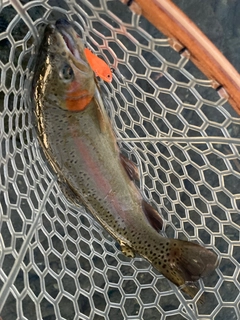 ニジマスの釣果