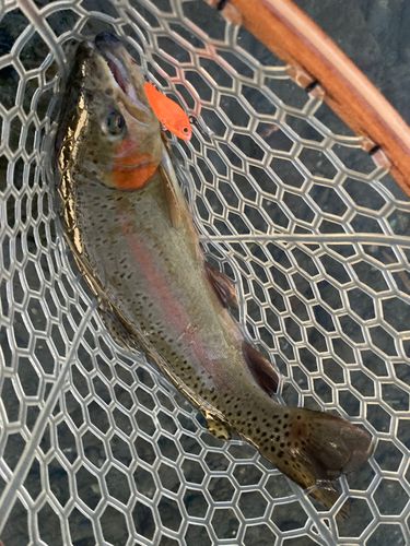 ニジマスの釣果