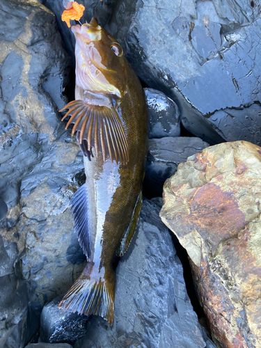 アイナメの釣果