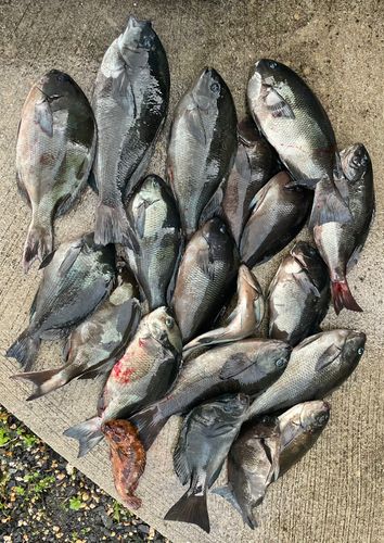 グレの釣果