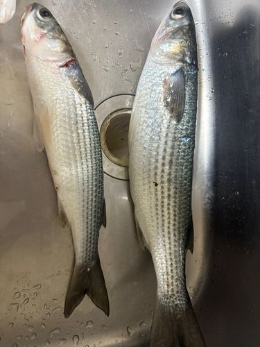 ボラの釣果