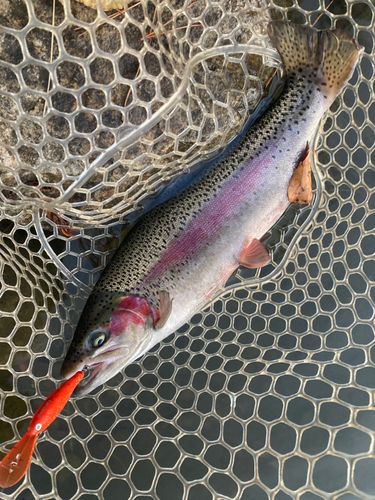 ニジマスの釣果