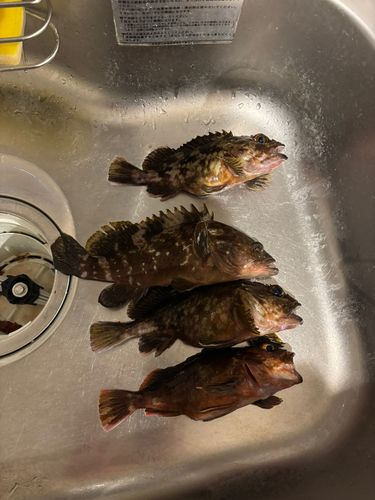 神戸空港親水護岸