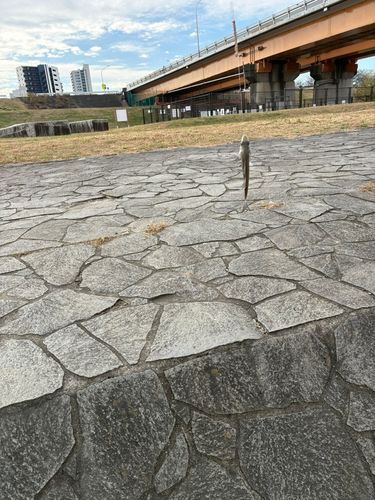 セイゴ（マルスズキ）の釣果