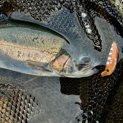 ニジマスの釣果