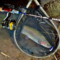 ニジマスの釣果