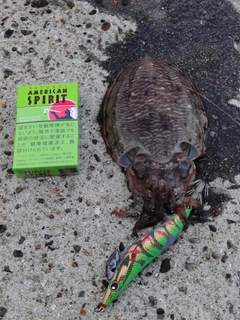 コウイカの釣果