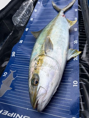 ヒラマサの釣果