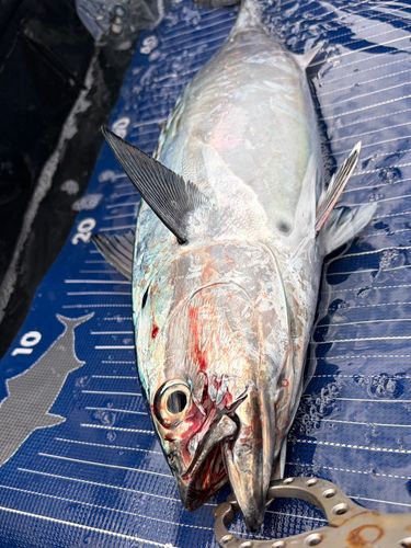 スマカツオの釣果