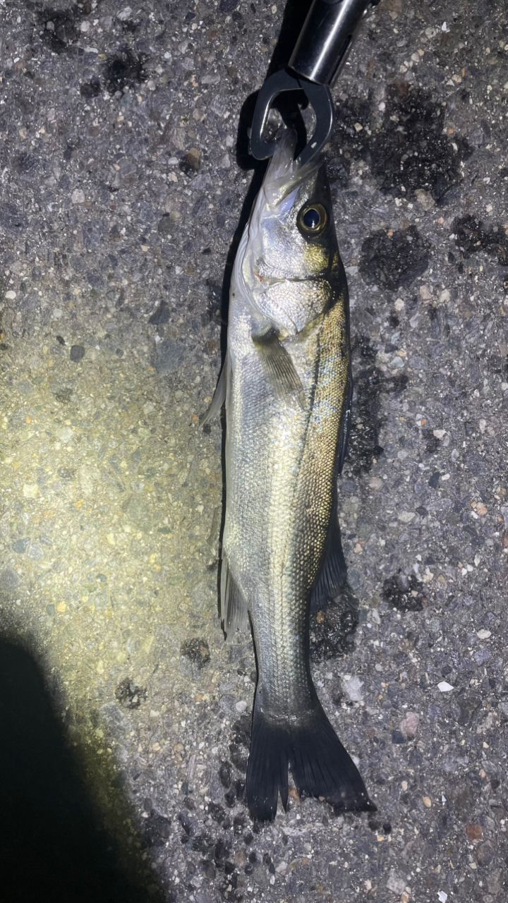 DAIWA 14モバイルパック 907TMSの最安値・インプレ・釣果 | 本音の