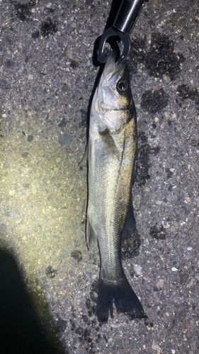 フッコ（タイリクスズキ）の釣果