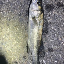 フッコ（タイリクスズキ）