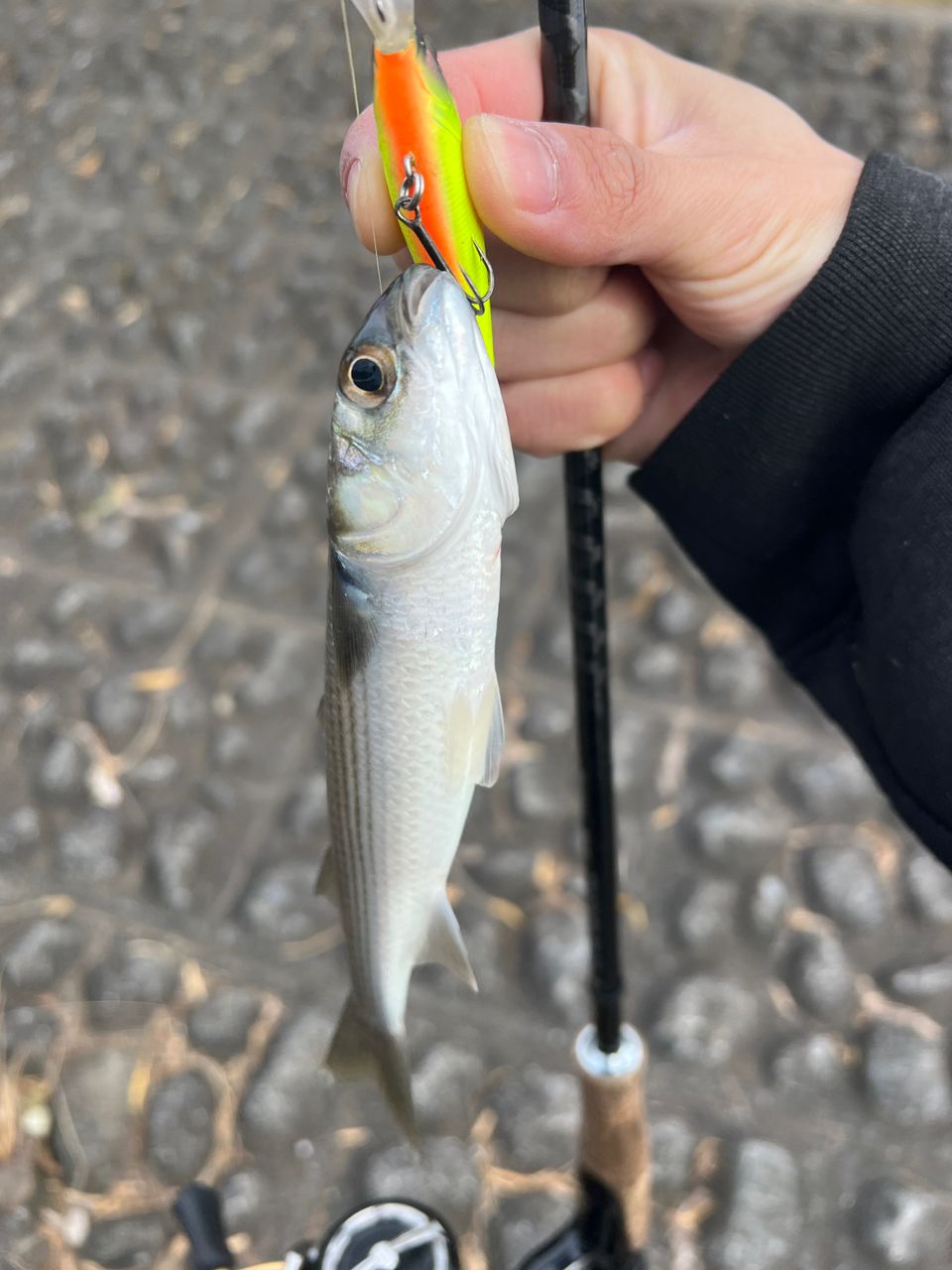 DAIWA 21ブレイゾン S64L-2・STの最安値・インプレ・釣果 | 本音の