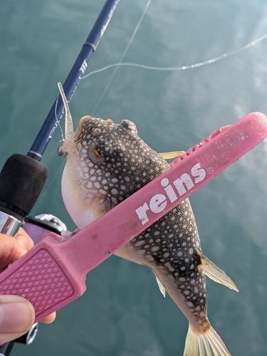 ショウサイフグの釣果