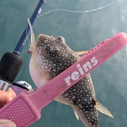 ショウサイフグ