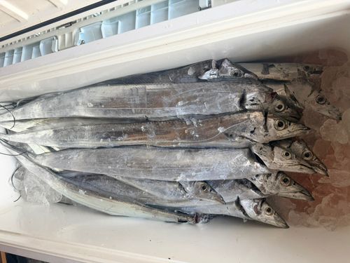 タチウオの釣果