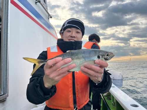 マアジの釣果