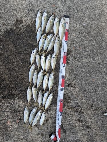 マアジの釣果