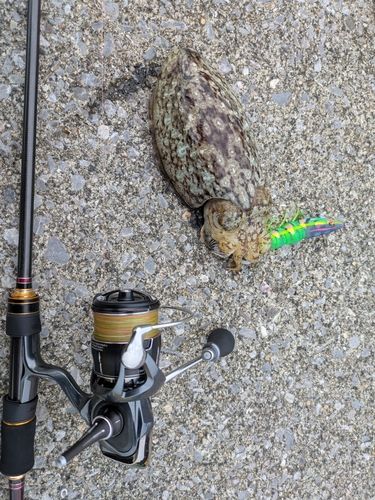 モンゴウイカの釣果