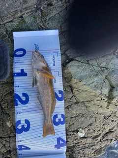 アイナメの釣果