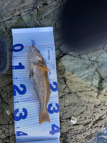 アイナメの釣果