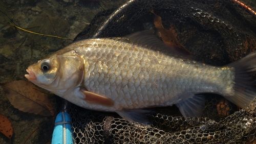 フナの釣果