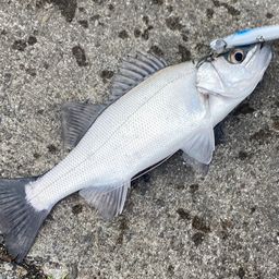 セイゴ（ヒラスズキ）