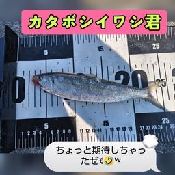 カタボシイワシ