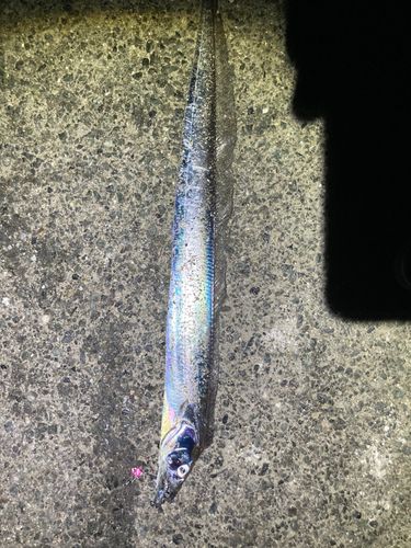 タチウオの釣果