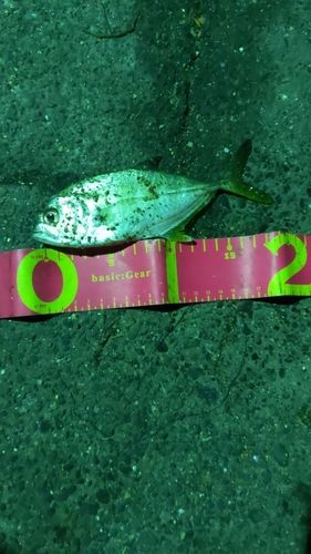 ギンガメアジの釣果