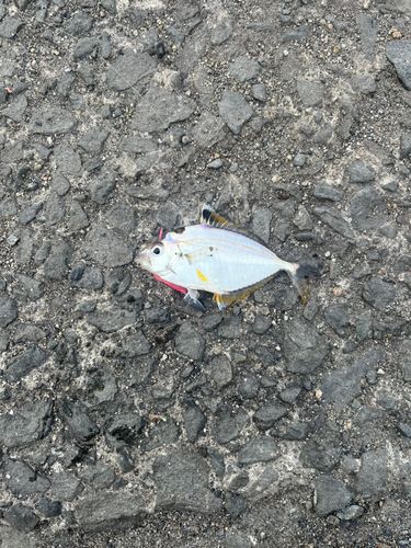 ヒイラギの釣果